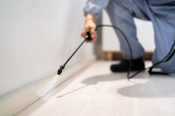 Licensed Termite Control service in Elmo, TX - Nex Pest Control