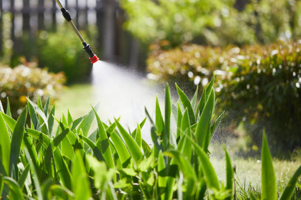 24/7 Emergency Termite Control experts in Elmo, TX